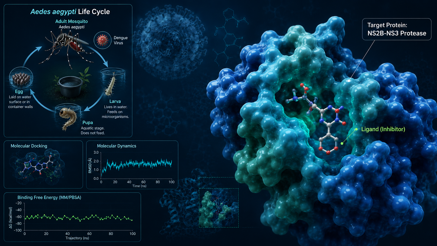 Computational dengue antiviral discovery showing NS2B-NS3 protease target protein, inhibitor ligand docking, molecular dynamics RMSD, and MM/PBSA binding free energy analysis.