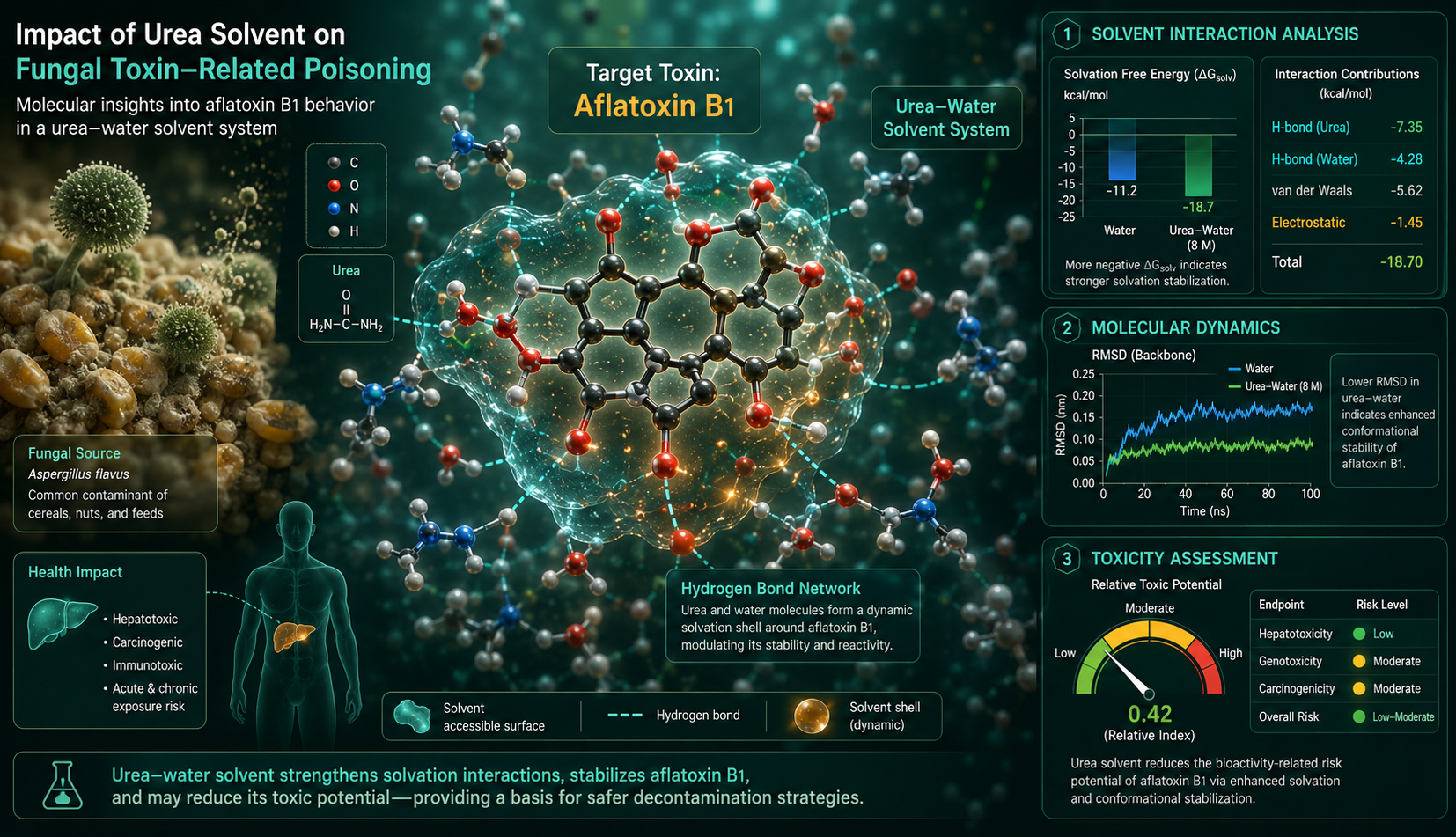 Computational fungal toxin research showing aflatoxin B1 in a urea–water solvent system with hydrogen bond network, solvation free energy, molecular dynamics RMSD, and toxicity assessment.