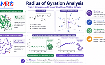 Radius of Gyration (Rg) Analysis in Molecular Dynamics Simulation_AMRA-Lab