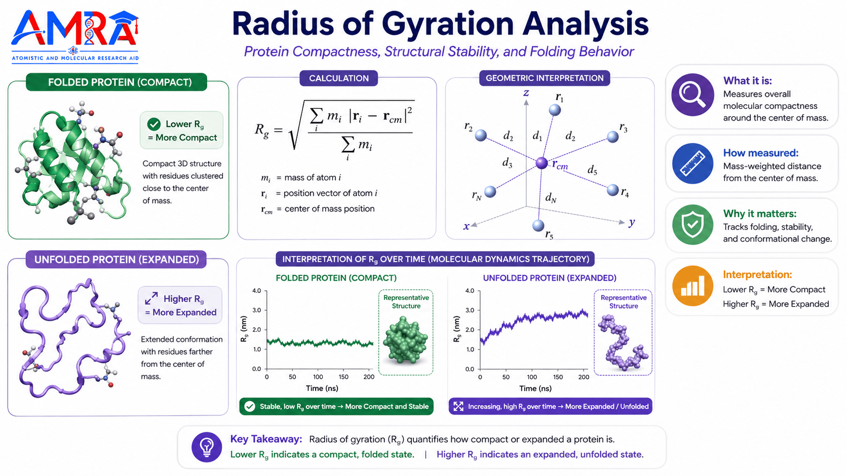 Radius of Gyration (Rg) Analysis in Molecular Dynamics Simulation_AMRA-Lab